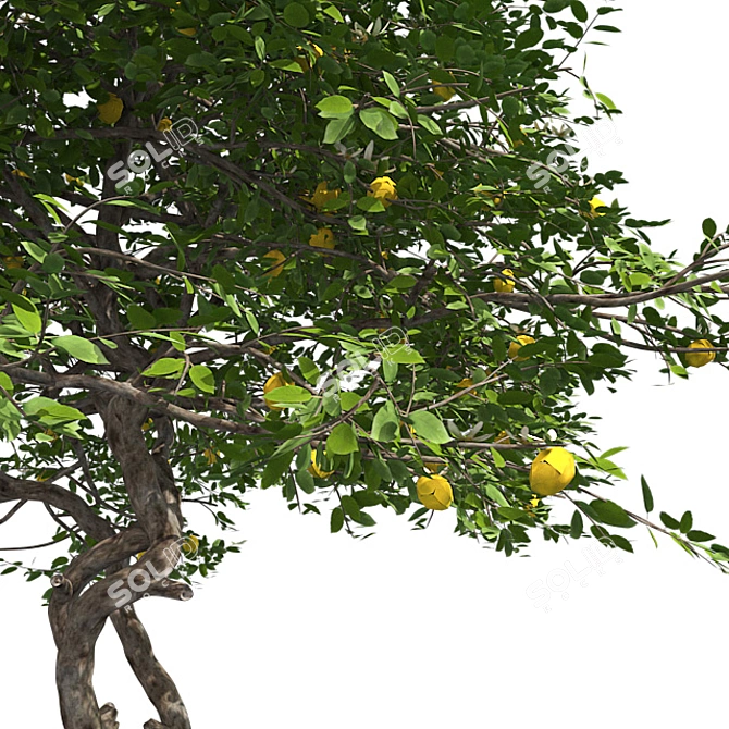 Fruitful Lemon Tree 3D model image 4