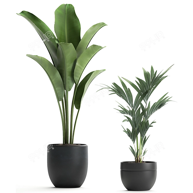 Exotic Indoor Plant Collection in Black Vase 3D model image 3