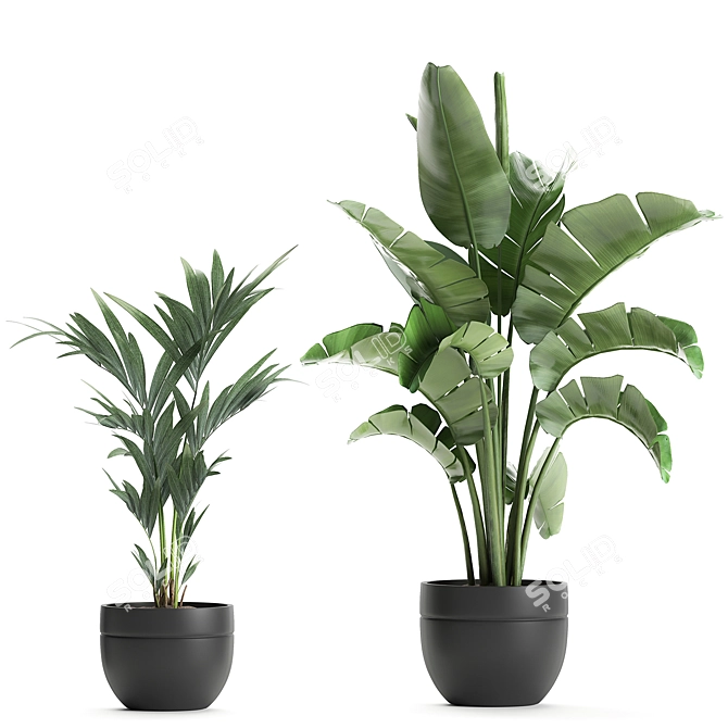 Exotic Indoor Plant Collection in Black Vase 3D model image 4