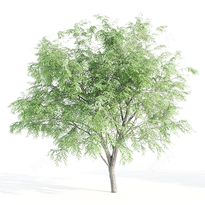 3 Velvet Mesquite Trees: Vibrant & Hardy 3D model image 4