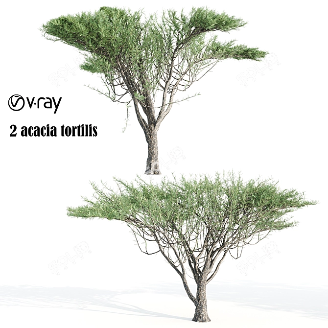 2 Acacia tortilis Trees - Natural Beauty for Your Garden 3D model image 1