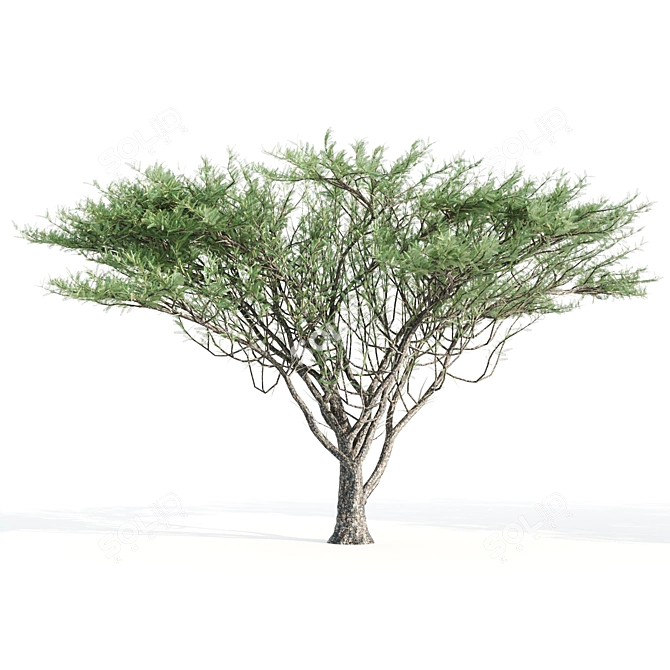 2 Acacia tortilis Trees - Natural Beauty for Your Garden 3D model image 2