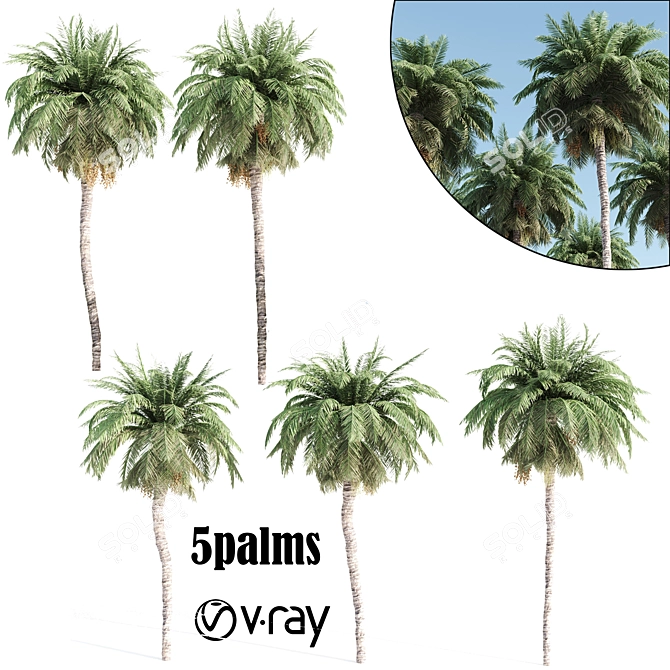 5 Palms VRay - Tropical Paradise in Your Render 3D model image 1
