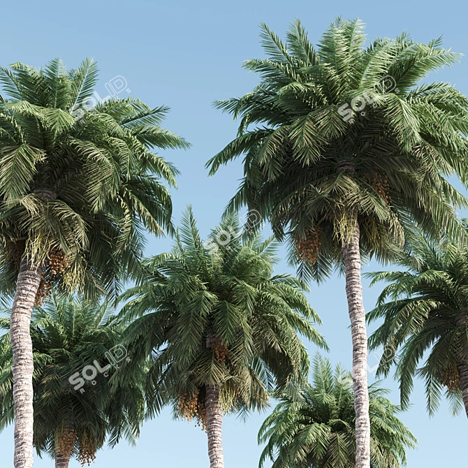5 Palms VRay - Tropical Paradise in Your Render 3D model image 2