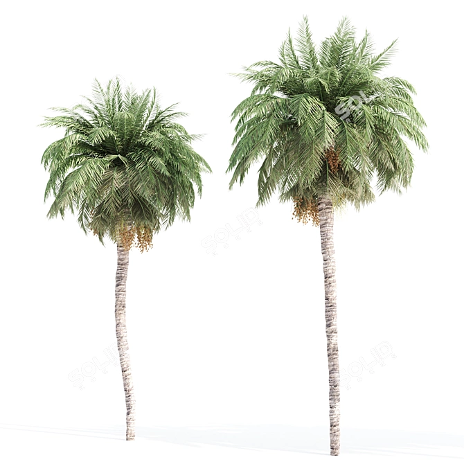 5 Palms VRay - Tropical Paradise in Your Render 3D model image 4