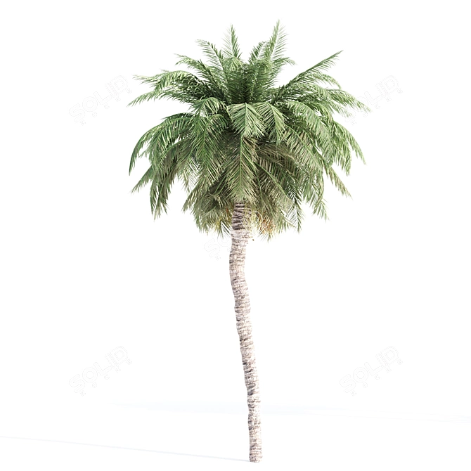 5 Palms VRay - Tropical Paradise in Your Render 3D model image 5