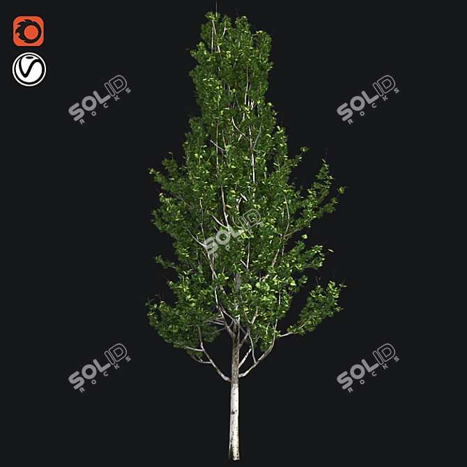 Optimized Lombardy Poplar Tree 3D model image 1