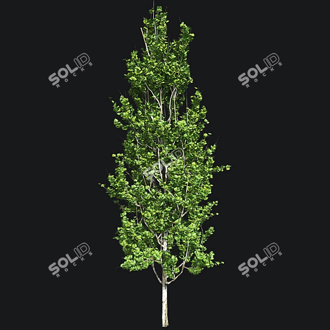 Optimized Lombardy Poplar Tree 3D model image 2