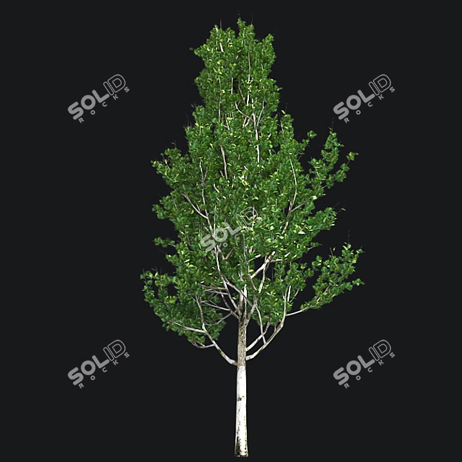 Optimized Lombardy Poplar Tree 3D model image 3