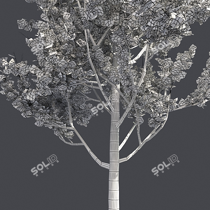 Optimized Lombardy Poplar Tree 3D model image 5