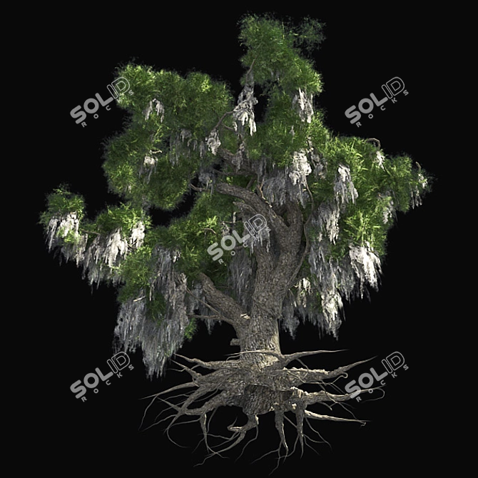 Optimized Live Oak Tree 3D model image 2