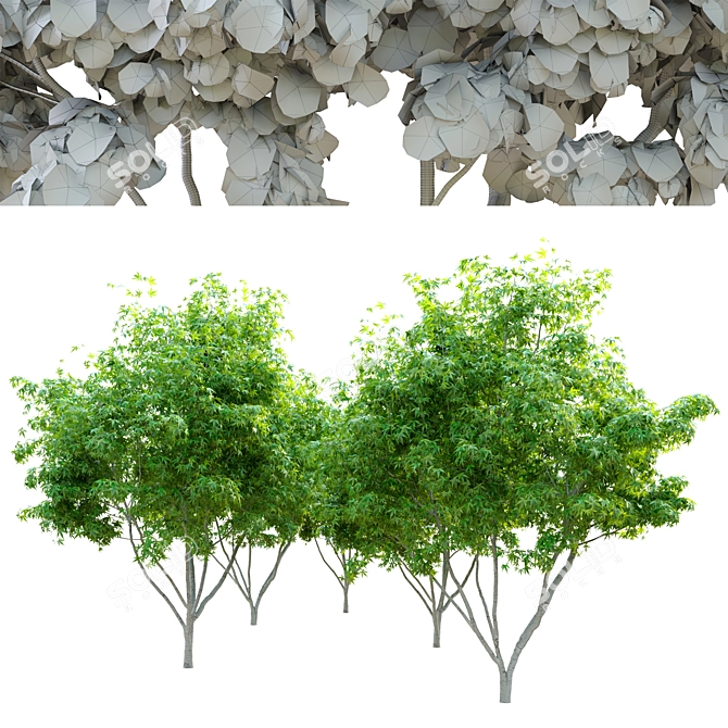  Tall Maple Tree: 3.5m Height 3D model image 2