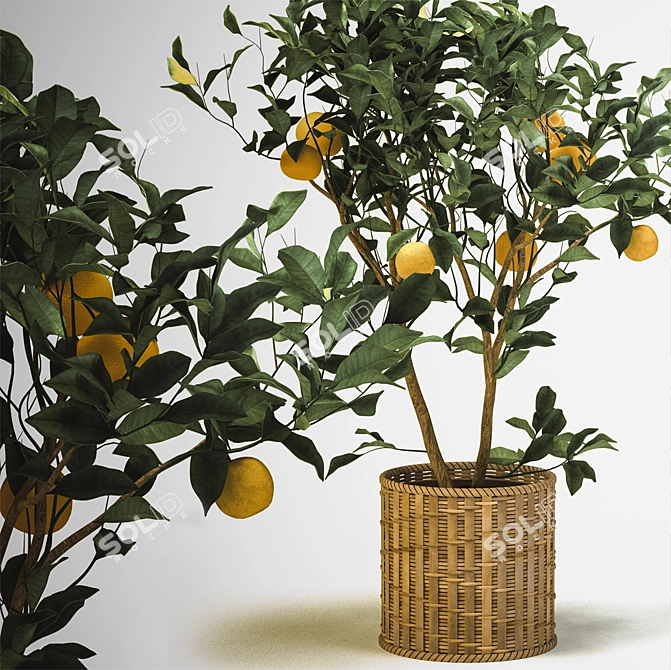 Tangerine Bliss: Mini Mandarin Tree in Woven Planter 3D model image 1