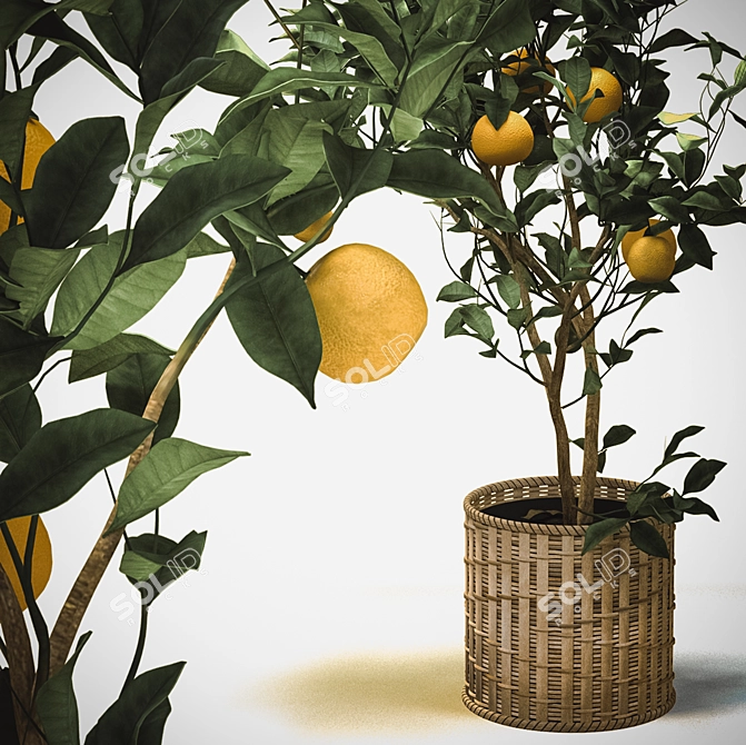 Tangerine Bliss: Mini Mandarin Tree in Woven Planter 3D model image 2