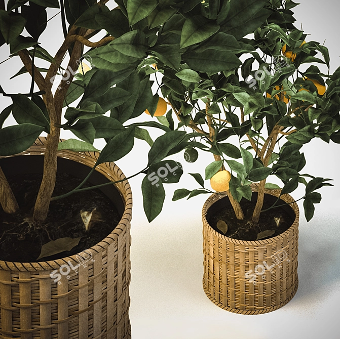 Tangerine Bliss: Mini Mandarin Tree in Woven Planter 3D model image 3