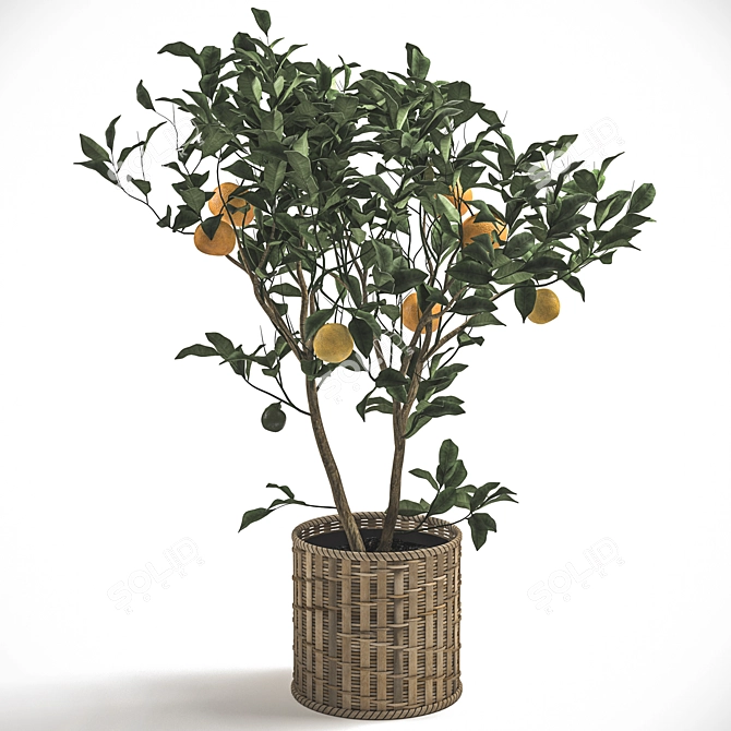 Tangerine Bliss: Mini Mandarin Tree in Woven Planter 3D model image 7