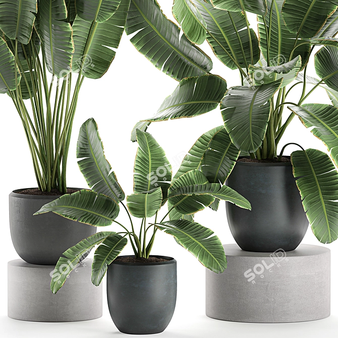 Exotic Plant Collection: Banana Palm & Ravenala 3D model image 2