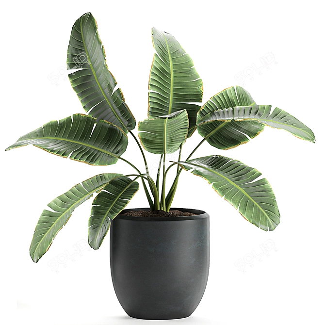 Exotic Plant Collection: Banana Palm & Ravenala 3D model image 3