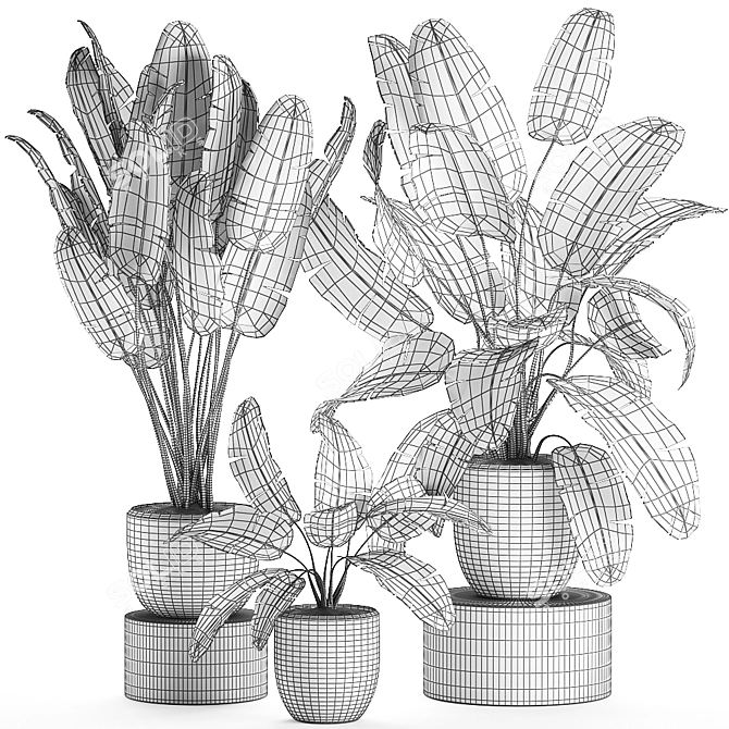 Exotic Plant Collection: Banana Palm & Ravenala 3D model image 5