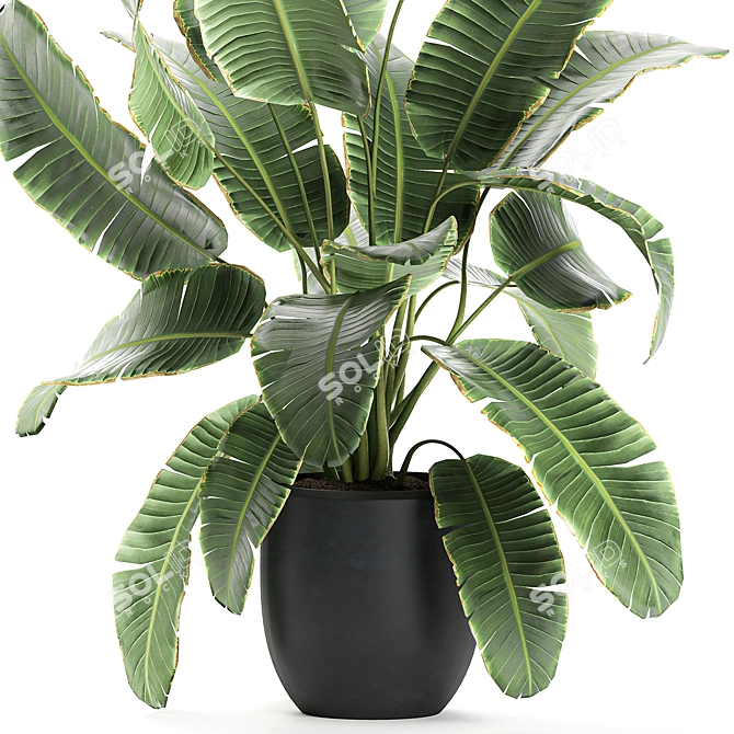 Exotic Indoor Plant Collection 3D model image 2