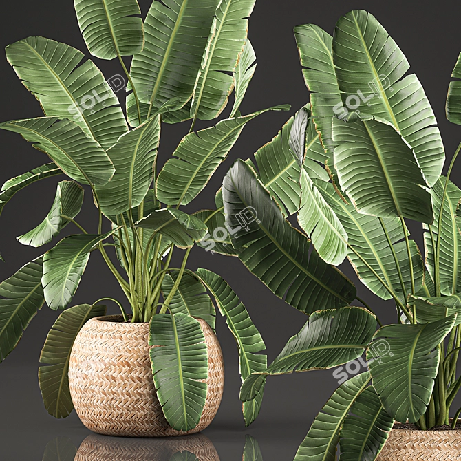Exotic Plant Collection in Wicker Basket 3D model image 3