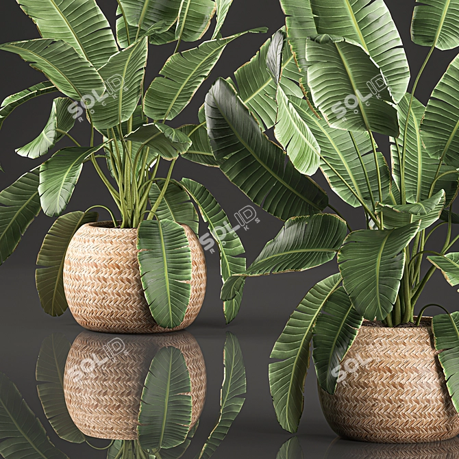 Exotic Plant Collection in Wicker Basket 3D model image 4