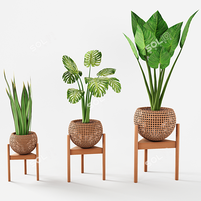 Tropical Plant Trio: Peperomia, Sansevieria & Curcuma 3D model image 6