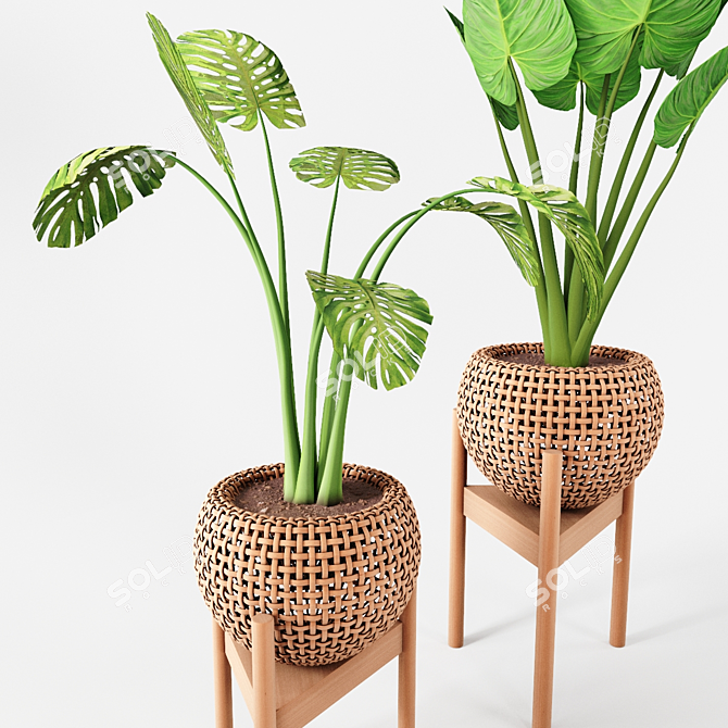 Tropical Plant Trio: Peperomia, Sansevieria & Curcuma 3D model image 7