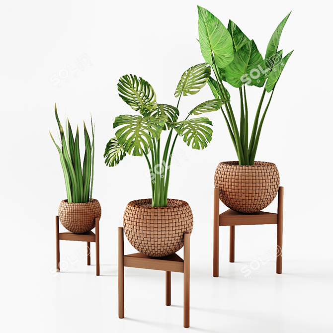 Tropical Plant Trio: Peperomia, Sansevieria & Curcuma 3D model image 2