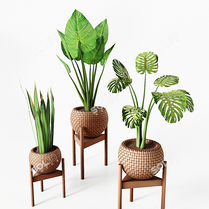 Tropical Plant Trio: Peperomia, Sansevieria & Curcuma 3D model image 4