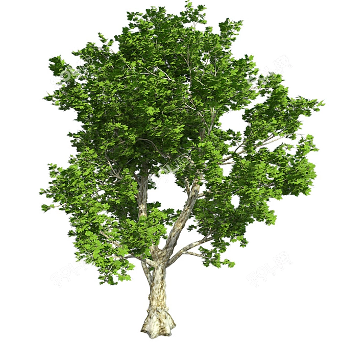 London Plane Tree 3D Model 3D model image 2