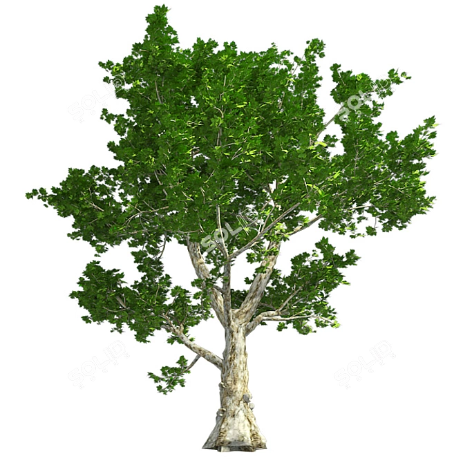 London Plane Tree 3D Model 3D model image 3