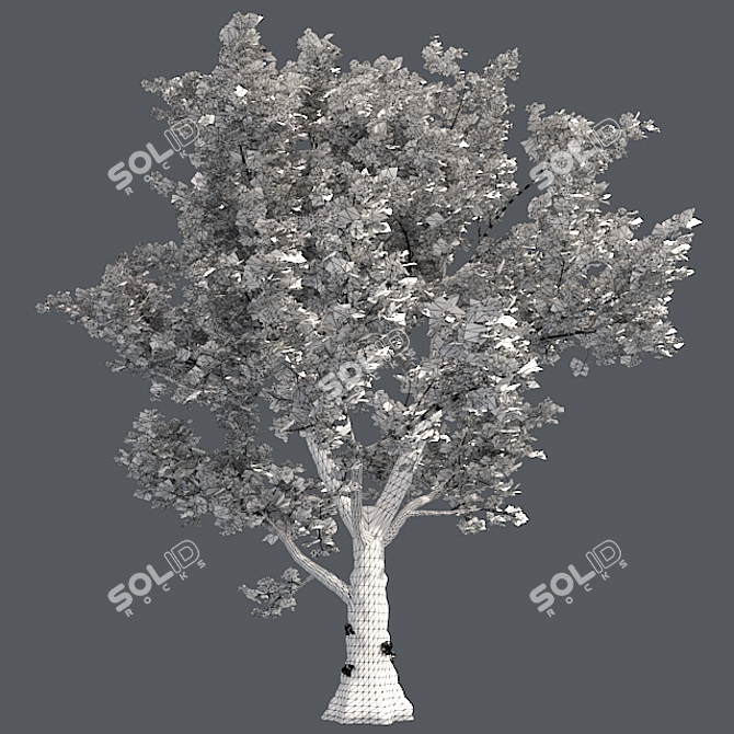 London Plane Tree 3D Model 3D model image 5