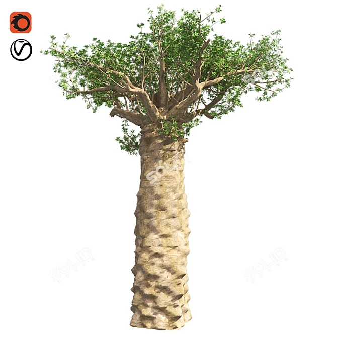 Exquisite Madagascan Baobab Tree 3D model image 1