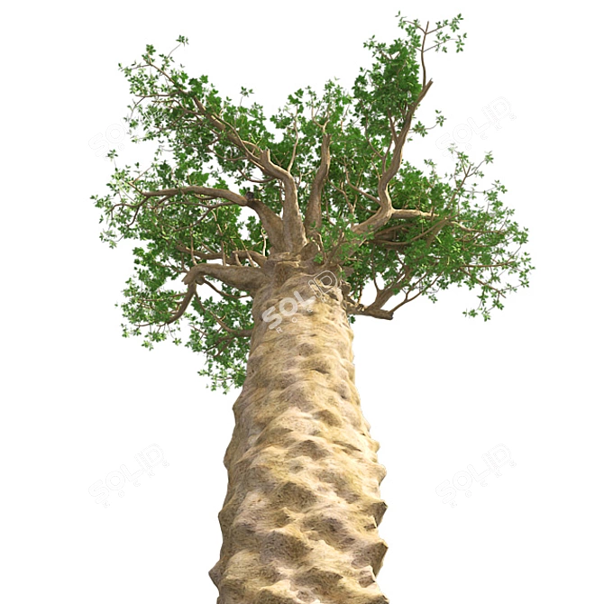 Exquisite Madagascan Baobab Tree 3D model image 3