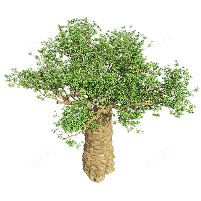 Exquisite Madagascan Baobab Tree 3D model image 4