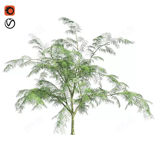 Optimized Quad Mimosa Tree 3D model image 1