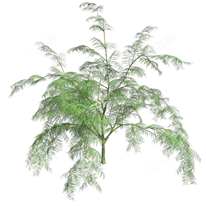 Optimized Quad Mimosa Tree 3D model image 3