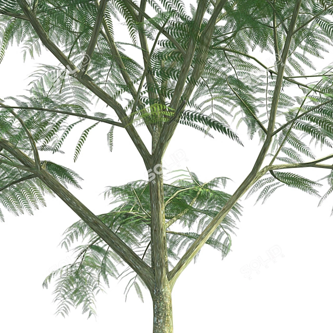 Optimized Quad Mimosa Tree 3D model image 4