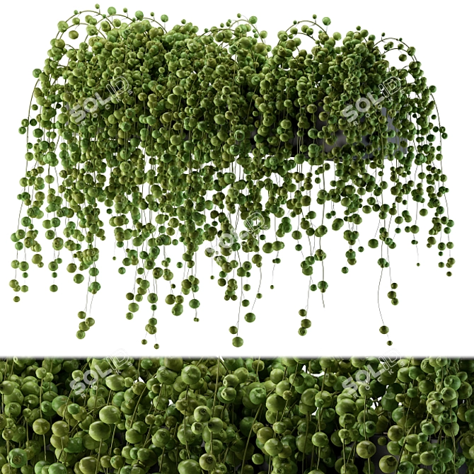 Lively Ivy - Hang and Thrive! 3D model image 1