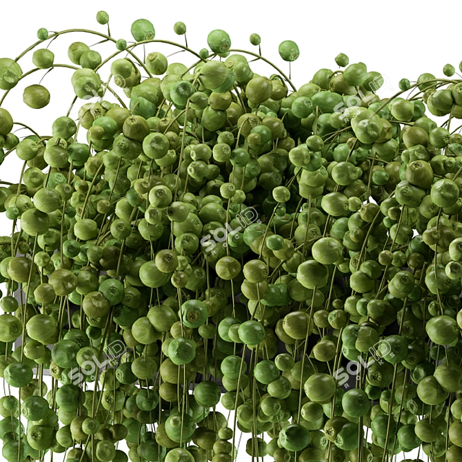 Lively Ivy - Hang and Thrive! 3D model image 2