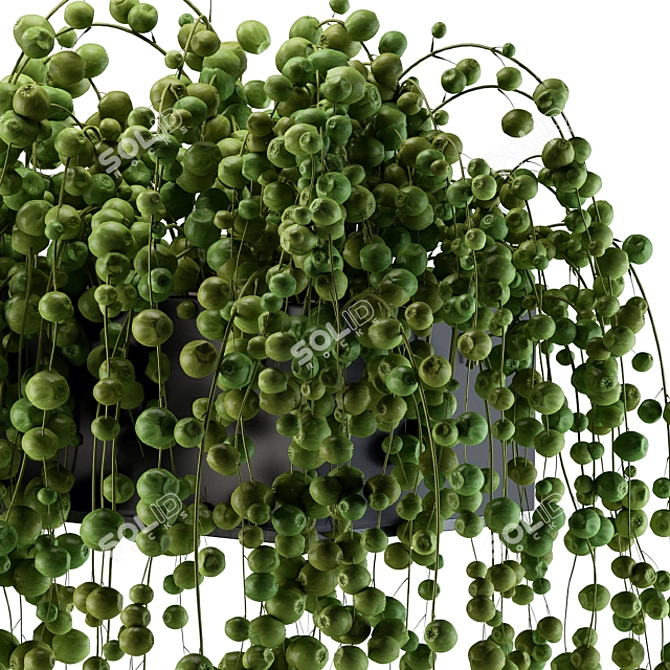 Lively Ivy - Hang and Thrive! 3D model image 3