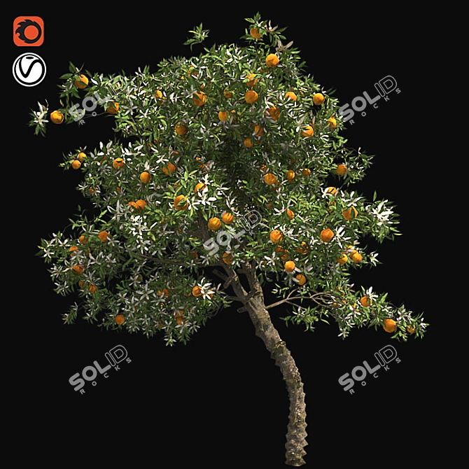  Blooming Orange Tree 3D model image 1