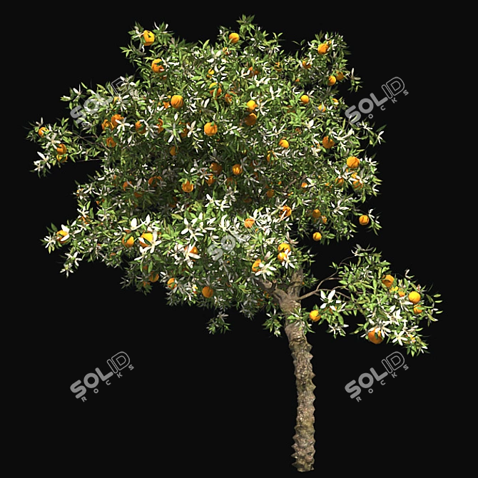  Blooming Orange Tree 3D model image 2