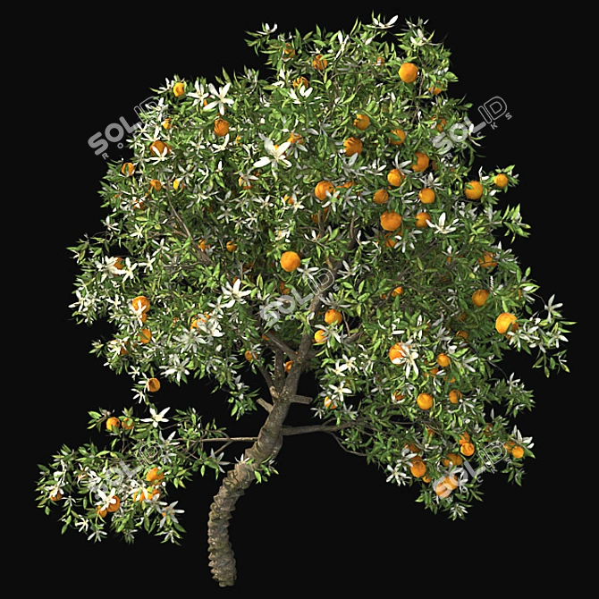  Blooming Orange Tree 3D model image 3