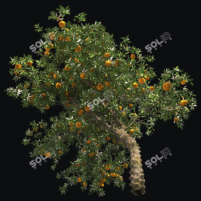  Blooming Orange Tree 3D model image 4