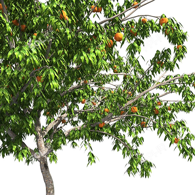  Luscious Peach Tree: Realistic and Fully Textured 3D model image 4