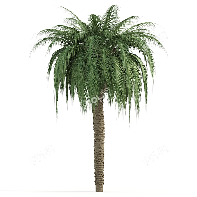  Lush Tropical Palms: Exotic Beauty 3D model image 3