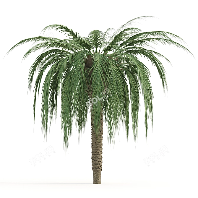  Lush Tropical Palms: Exotic Beauty 3D model image 4