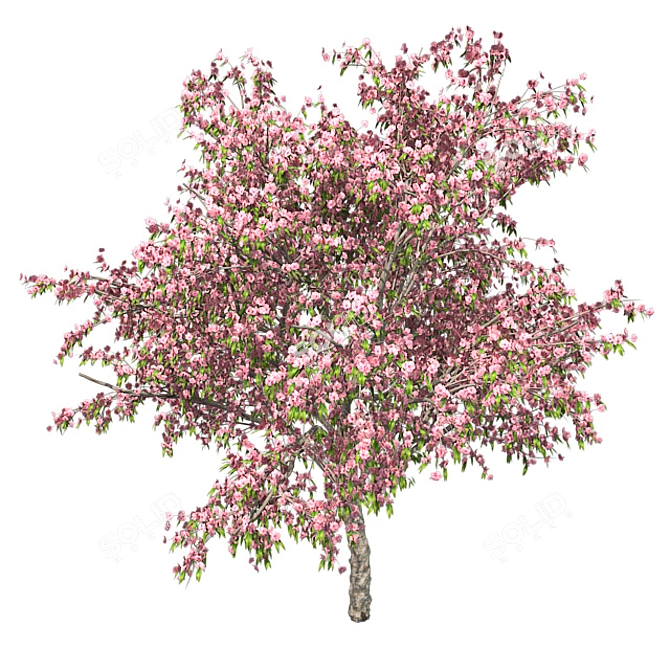 Pristine Blossom: Ultimate Spring Tree 3D model image 2